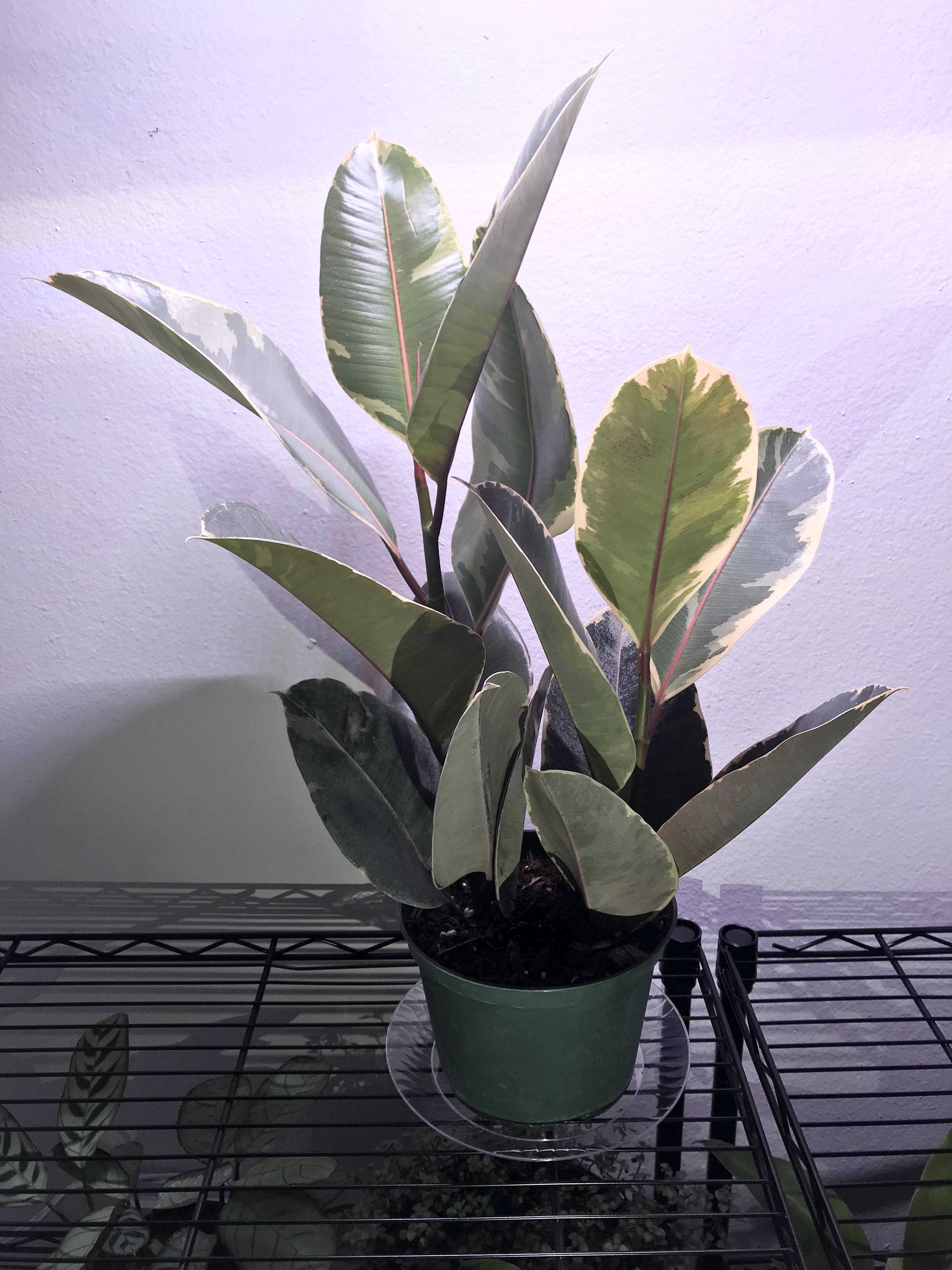 Photo of the plant species Uptick Gold And Bronze Coreopsis by Aimee named Atineke on Greg, the plant care app