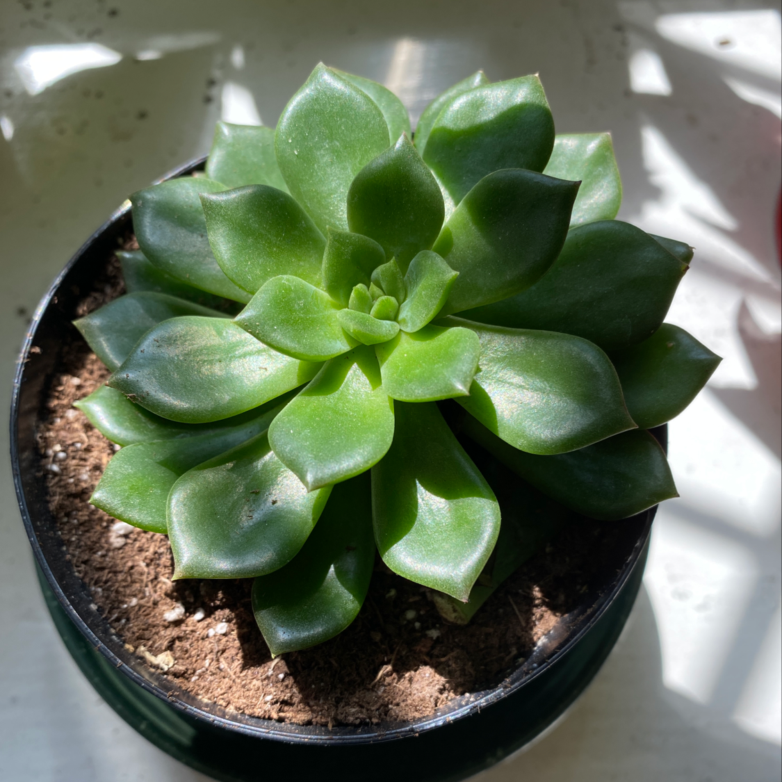 Healthy Pearl Echeveria succulent in a small pot with visible soil.