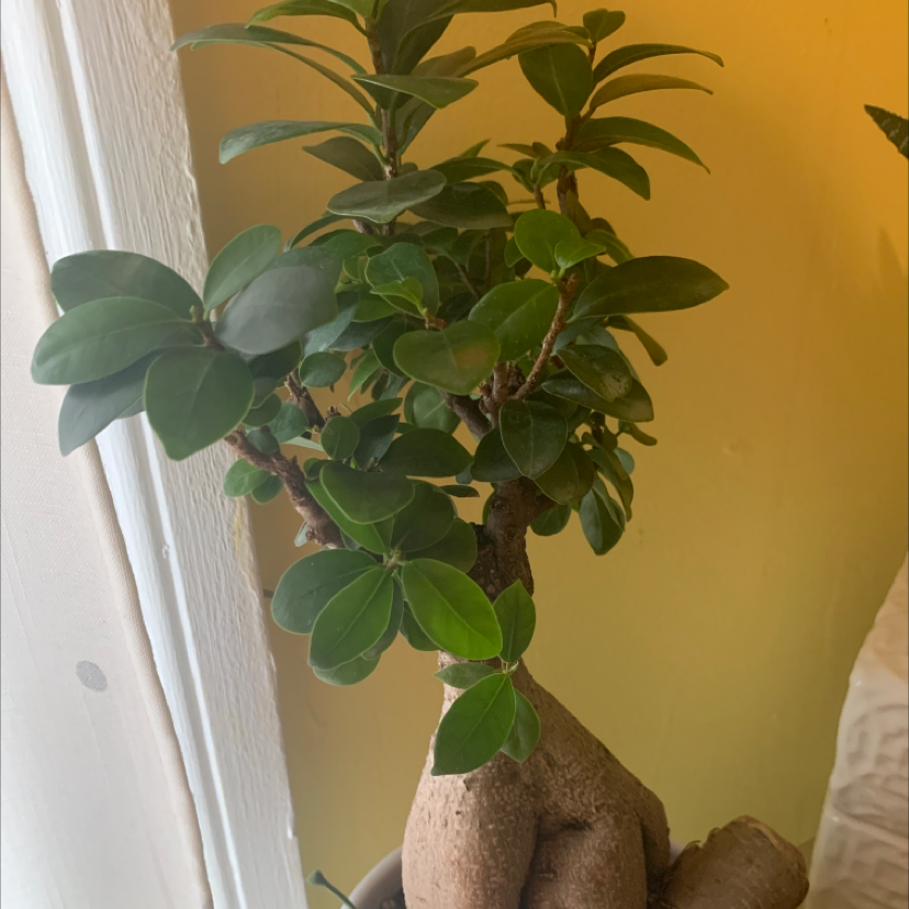 Healthy Ficus ginseng bonsai tree with gnarled roots and glossy green leaves, potted in a ceramic container.