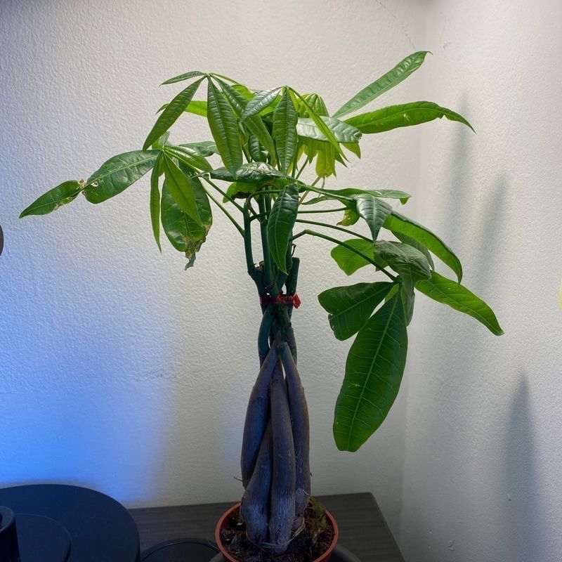 Money Tree plant photo by @nithin named Benjamin on Greg, the plant care app.