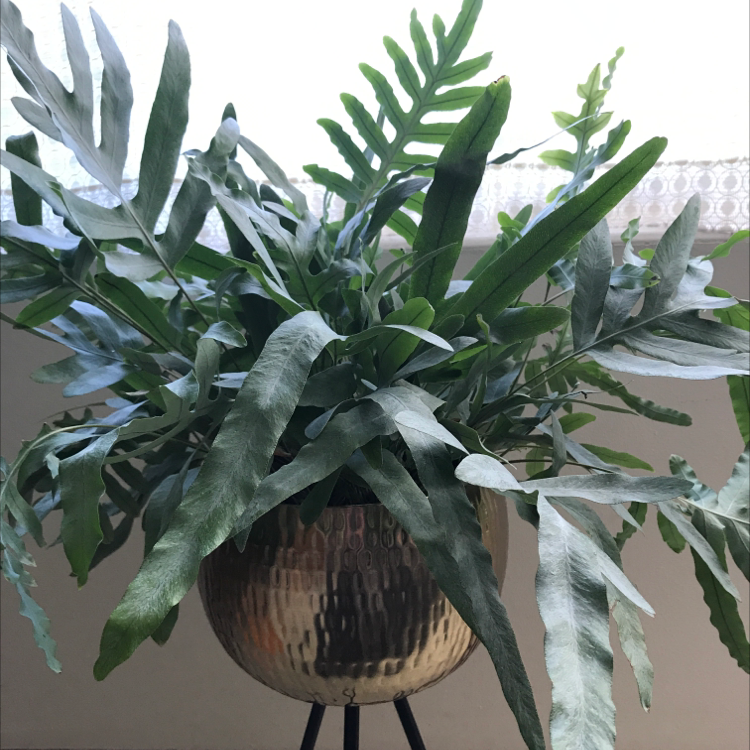 Blue Star Fern in a metallic pot with vibrant green leaves, placed near a window.