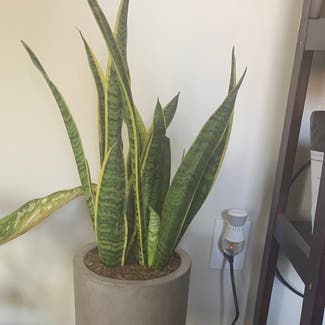 Snake Plant plant in Indianapolis, Indiana