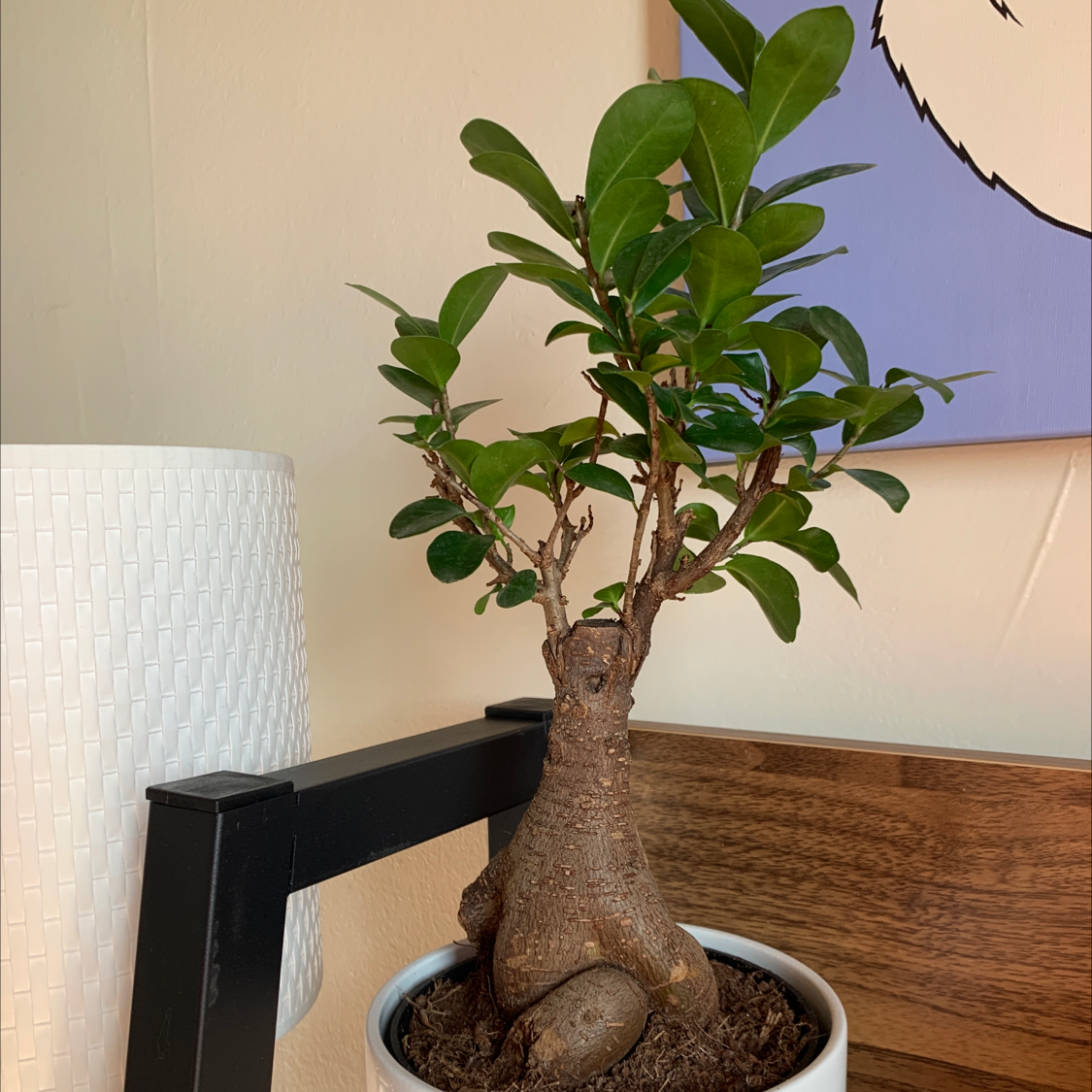 Healthy Ficus Ginseng bonsai plant with gnarled trunk and vibrant green leaves, in a small brown pot against a neutral background.