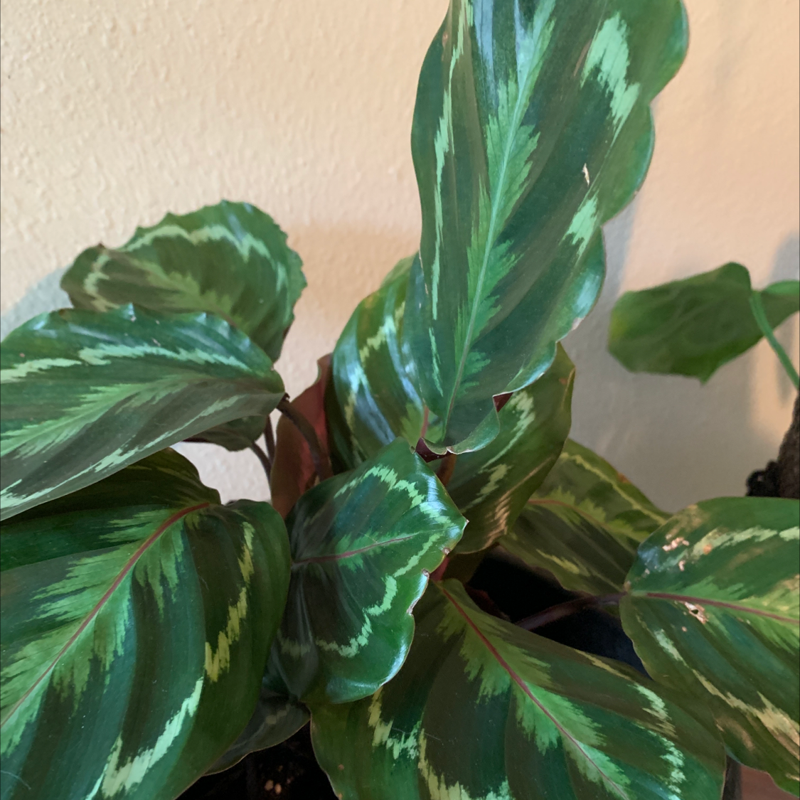 Close-up of a healthy Calathea roseopicta plant with vibrant green and pink striped leaves.