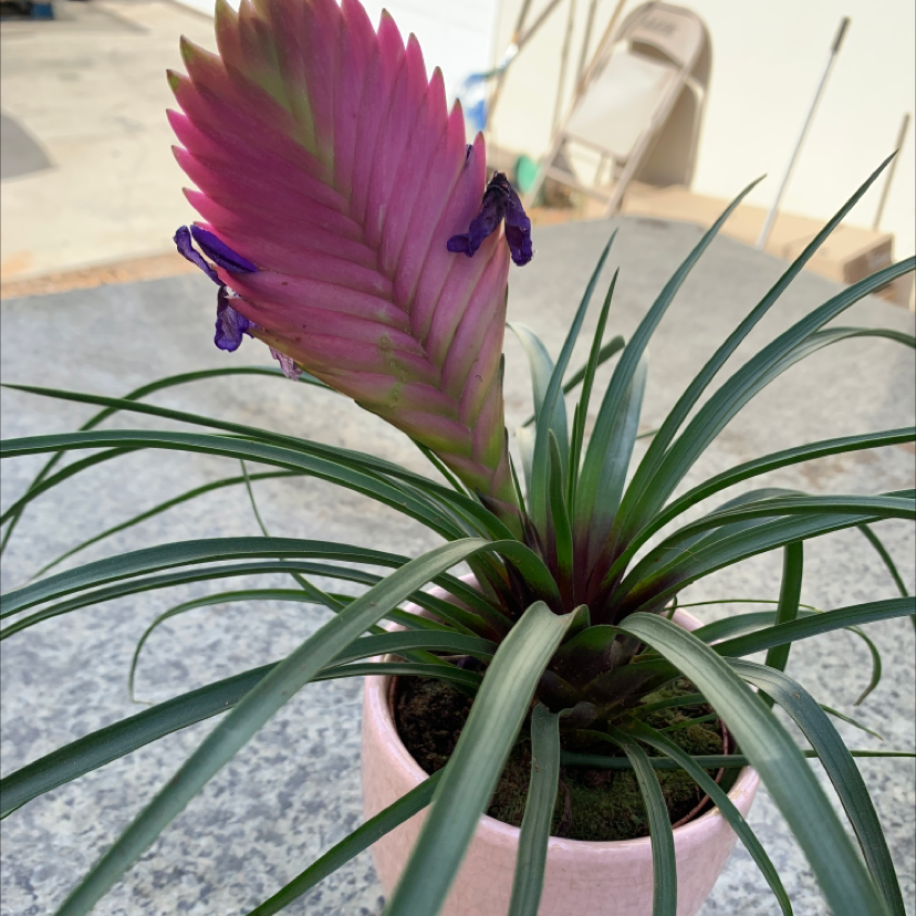 Photo of the plant species Pink Quill Plant by Gladys named Marilyn on Greg, the plant care app