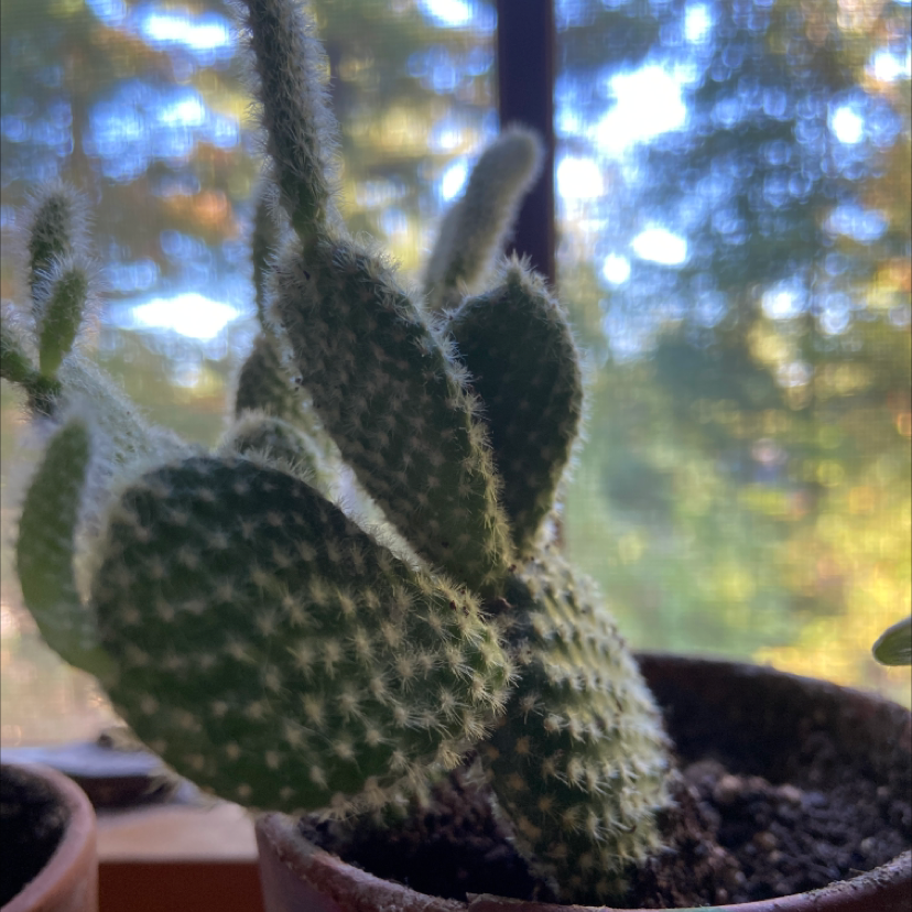 Bunny Ears Cactus (Opuntia microdasys) in a pot with a blurred background.