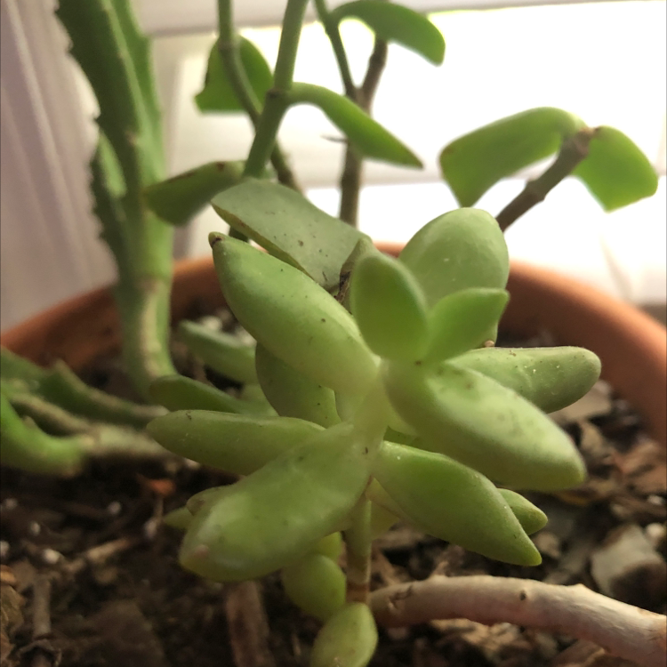 Why Are My Jelly Bean Plant Leaves Curling? 🍬