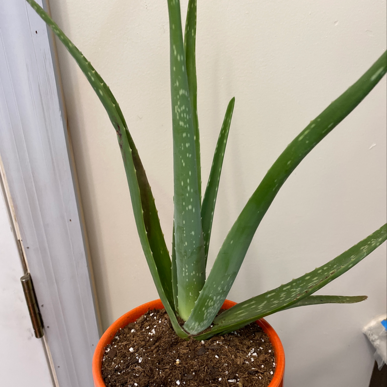 Healthy Aloe vera plant in orange pot with thick green spotted leaves and visible brown potting soil.