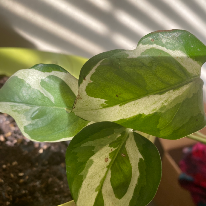 Pothos N' Joy plant with variegated green and white leaves in a pot with visible soil.