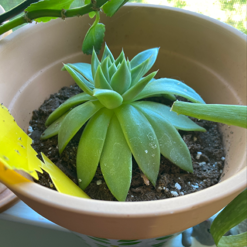 Lipstick Echeveria succulent in a pot with visible soil and some yellowing leaves.