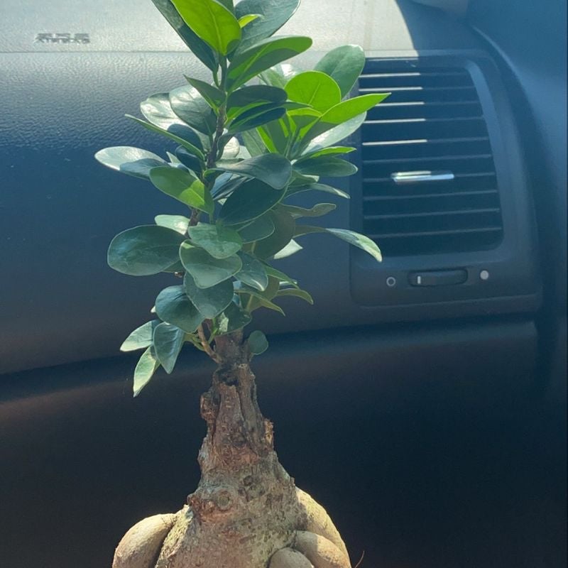 Ficus Ginseng is Toxic To Cats 🐈