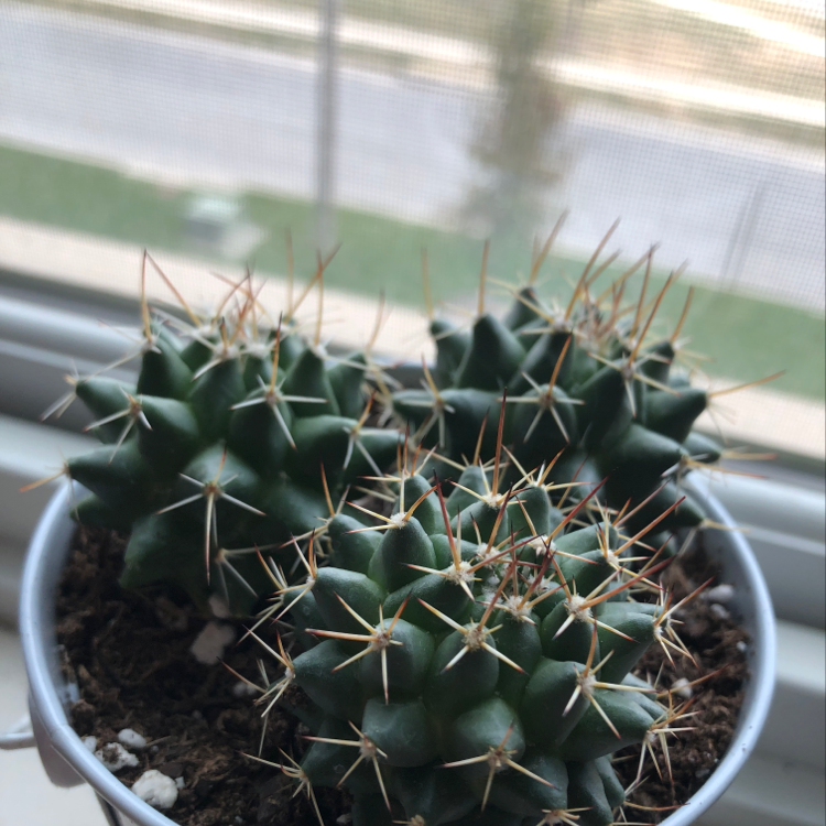 A healthy Mexican Pincushion cactus in a pot with prominent spines.