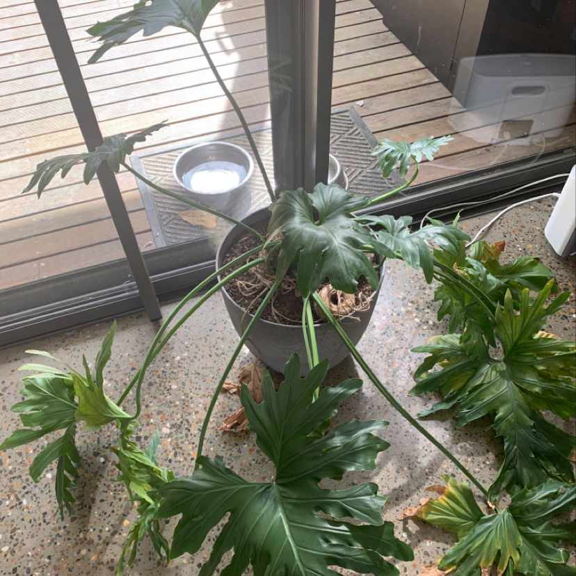 Plant care for Pinguicula 'Plum Fairy' on Greg, the plant care app