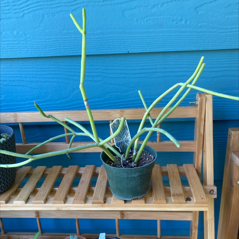 Pencil Cactus (Euphorbia tirucalli) in a pot on a wooden shelf.