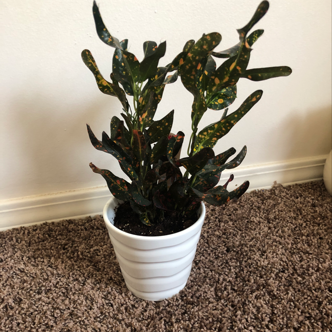 A vibrant and healthy Croton 'Petra' plant in a white ceramic pot, with multi-colored variegated leaves.