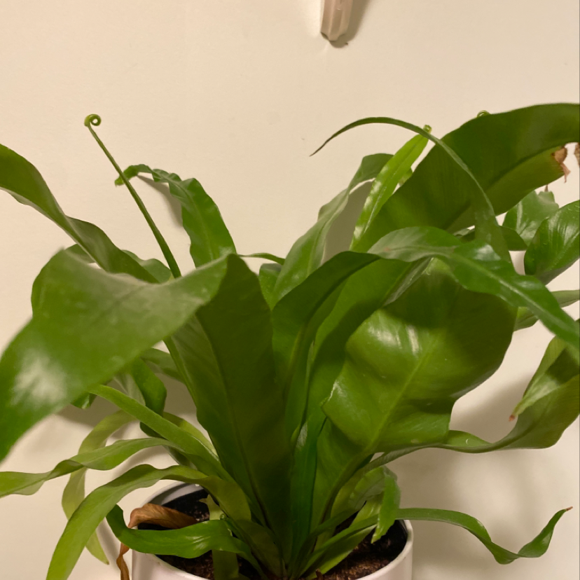 Hart's Tongue Fern with broad green fronds in a pot, slight browning on leaf edges.