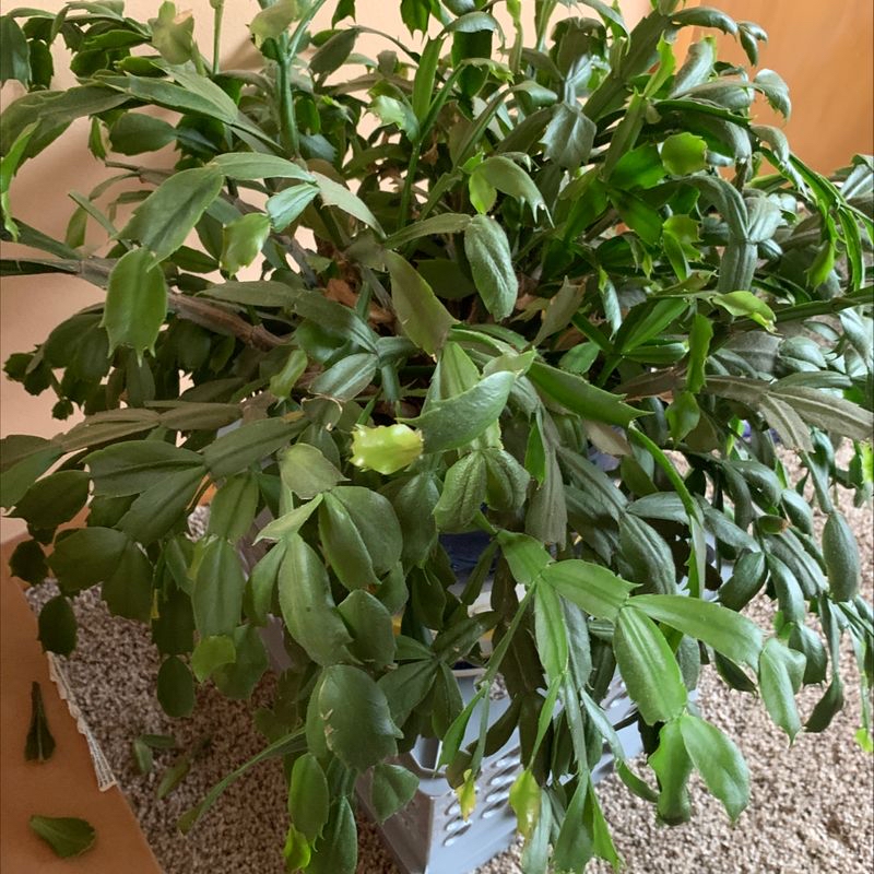 Photo of the plant species Watermelon Pelliona by Alec named Cheryl on Greg, the plant care app