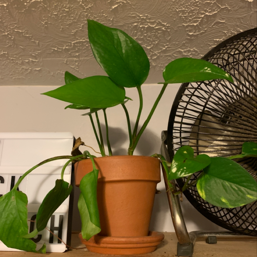 Photo of the plant species Cacti Succulent AR by Kaley named Your plant on Greg, the plant care app