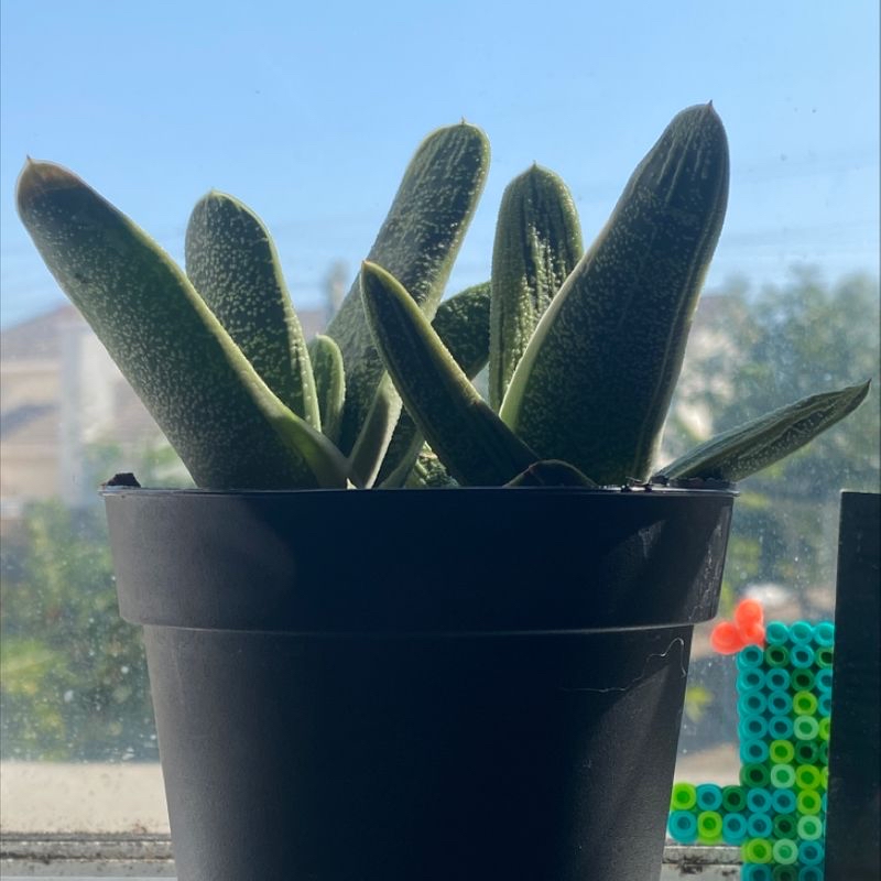 Photo of the plant species Happy Field Orchid by 𝔄𝔩𝔦𝔰𝔞 named Gasteria Succulent on Greg, the plant care app