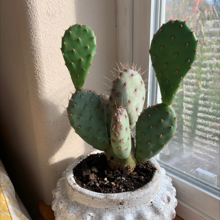 Smooth Prickly Pear plant photo by @ihsaisha named cactus on Greg, the plant care app.