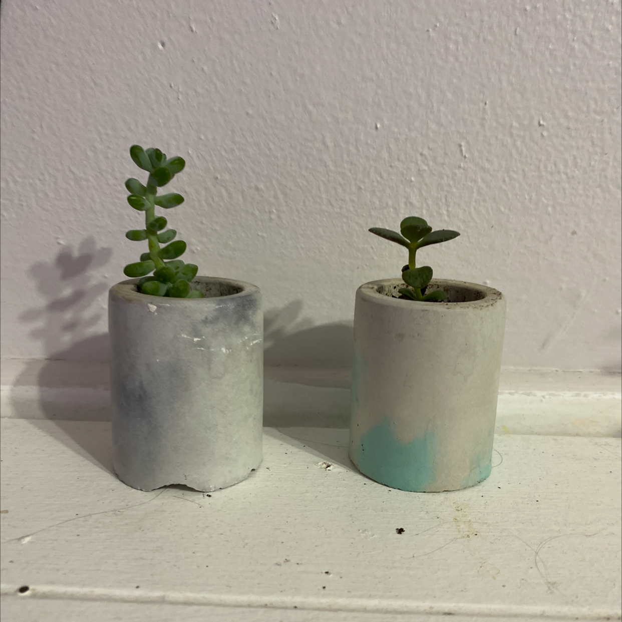 Two healthy Kalanchoe succulents in stylish concrete pots, one with red-tinged leaves. Well-framed against a white background.