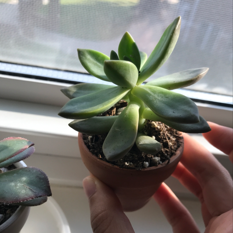 A healthy Sedum adolphi 'Golden Glow' succulent in a small pot, held by a hand.