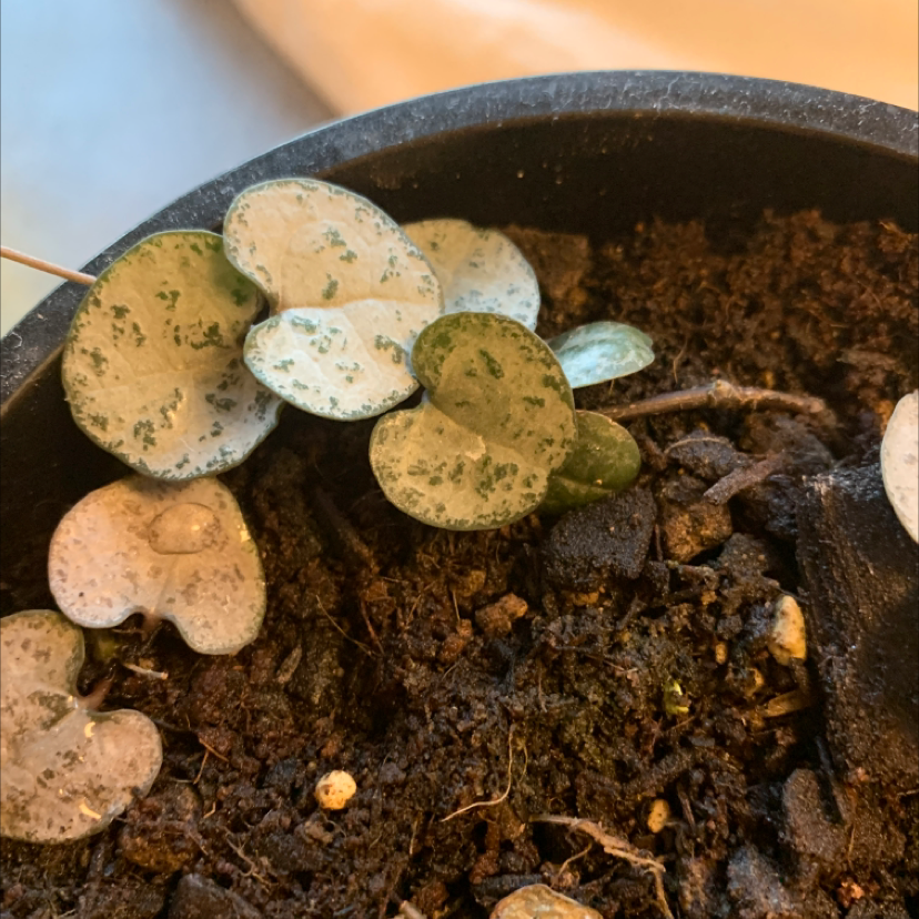 Photo of the plant species Annual Honesty by @WhiteybirdtheRooster named Gregarious on Greg, the plant care app