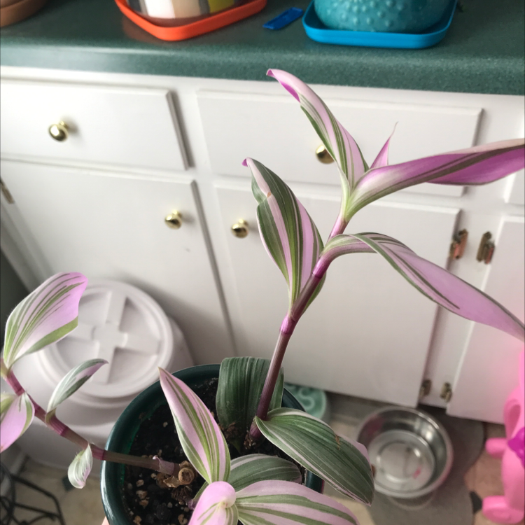 Close-up of a healthy, vibrant Moses-in-the-Cradle plant with pink and green striped leaves in a rosette shape on a kitchen counter.
