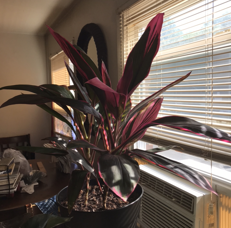 Healthy Ti plant with vibrant burgundy, pink and green striped leaves in black pot by window blinds.