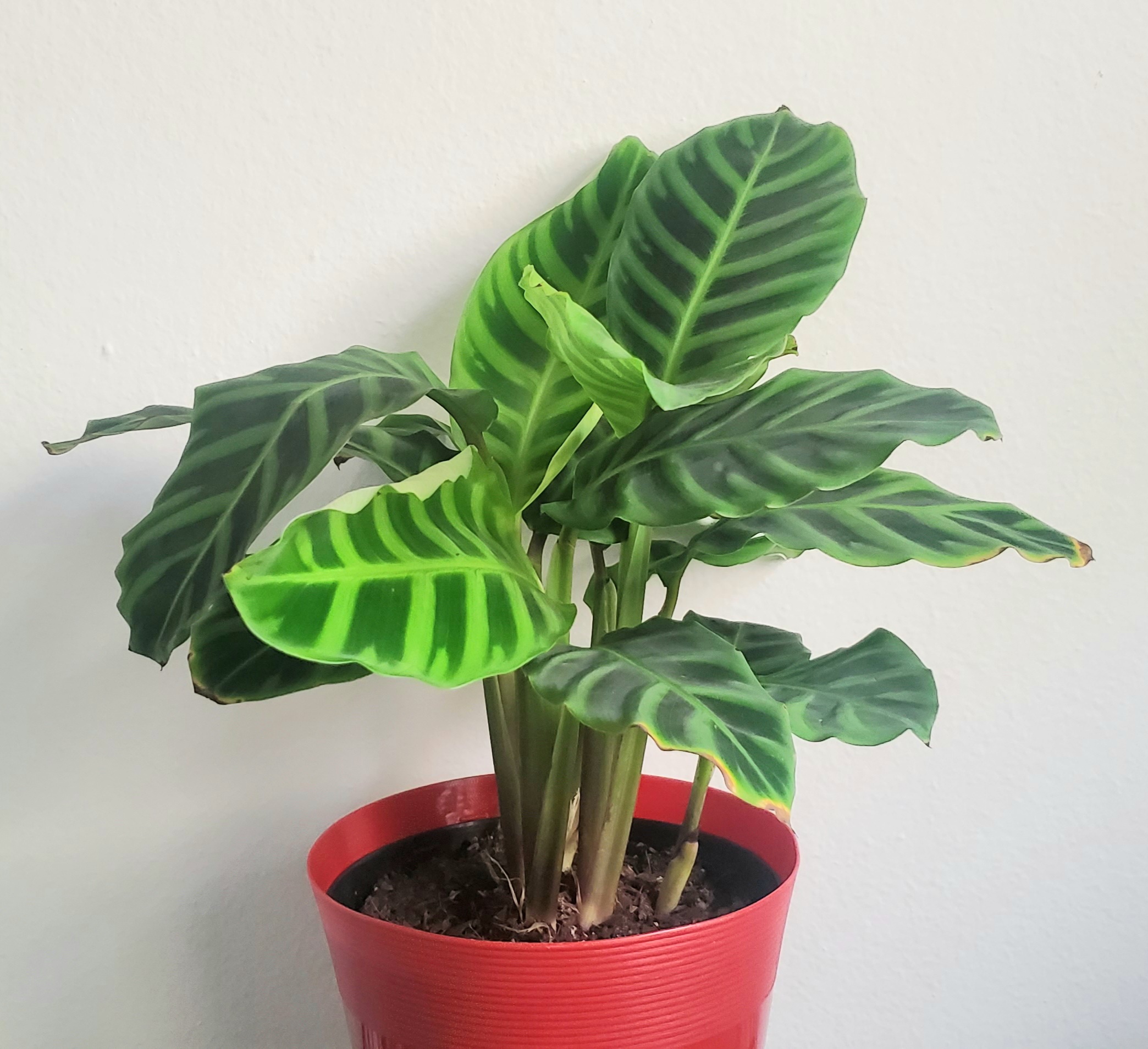 Healthy ZZ plant in red pot with glossy green pinnate leaves and visible soil. Plant is thriving and free of issues.