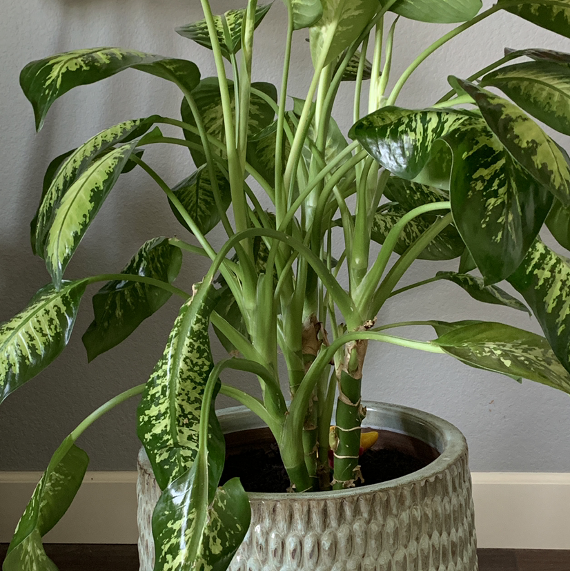 A healthy, lush potted Dieffenbachia plant with vibrant green and white variegated leaves in a textured ceramic pot.