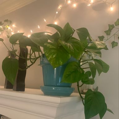 Boston Fern plant photo by @kait named Pothos on Greg, the plant care app.