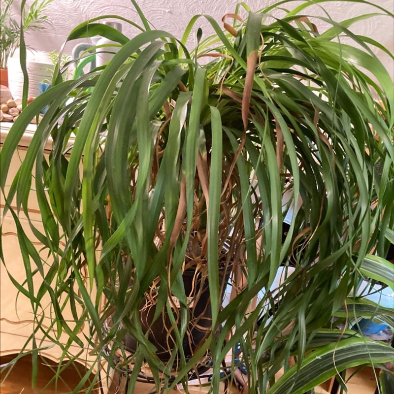 Healthy ponytail palm with long, thin, curly green leaves cascading from center. Plant is well-framed and mostly in focus.