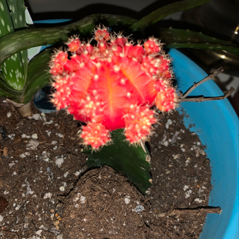 Moon Cactus plant photo by @tori named Spike Pear on Greg, the plant care app.