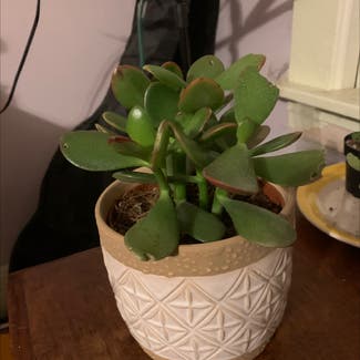 Jade plant in Litchfield, Connecticut