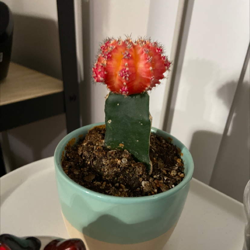 Moon Cactus (Gymnocalycium mihanovichii) in a small pot with visible soil.