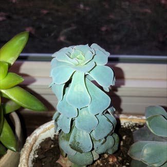 Pearl Echeveria plant in Hinsdale, New Hampshire