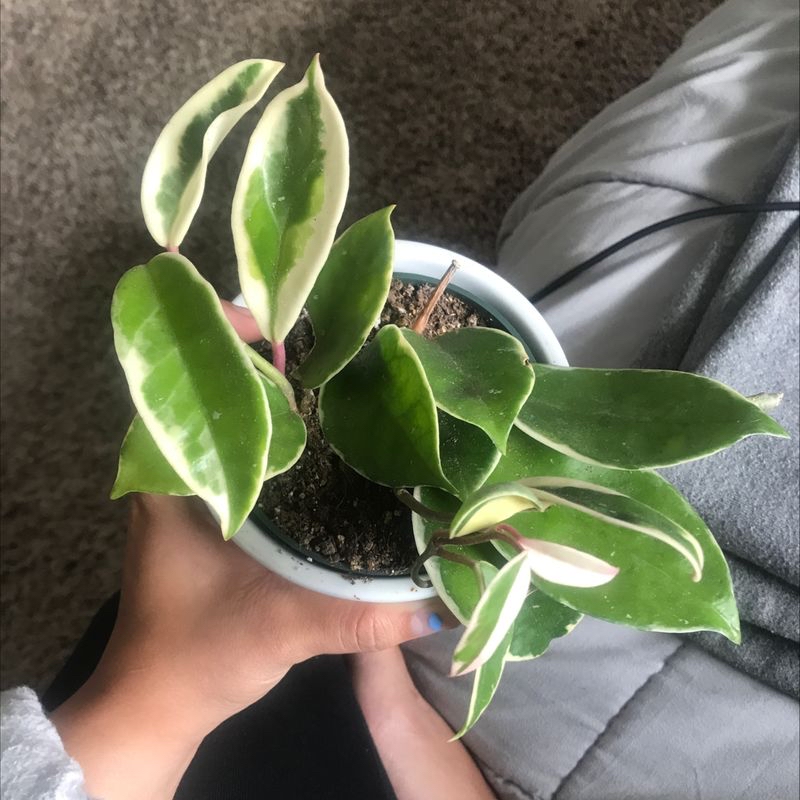 Hands holding a healthy variegated waxplant with green and white leaves, image slightly out of focus