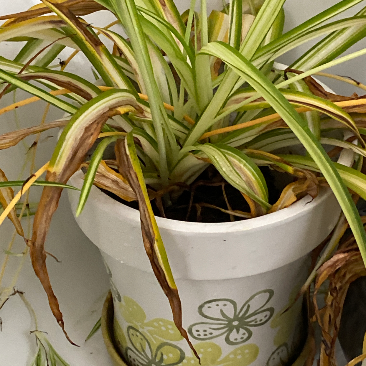 🕷 Why Is My Variegated Spider Plant Not Doing Well?