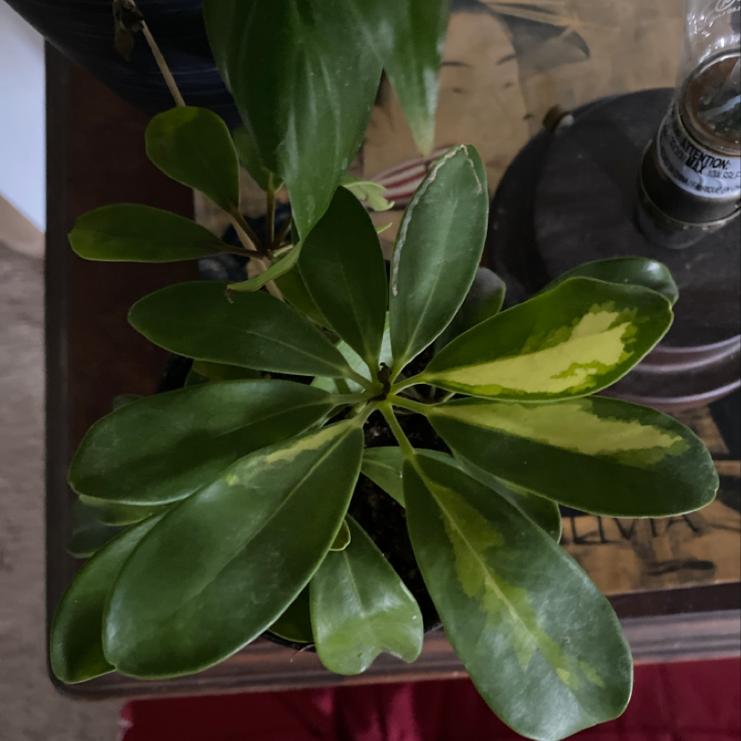 Healthy dwarf umbrella tree plant with large, glossy green leaves forming circular canopy, no discoloration or damage visible.