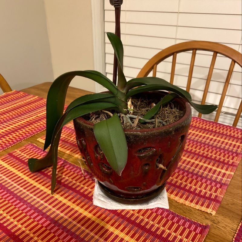 Photo of the plant species Fiber optics grass by Emily named My Plant on Greg, the plant care app