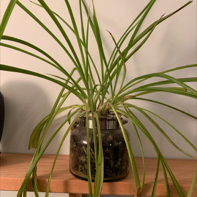 Spider Plant in a glass container with visible soil, placed on a wooden surface.