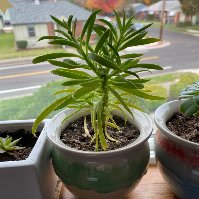Pincushion Peperomia plant in a pot on a windowsill with visible soil and slight yellowing of lower leaves.