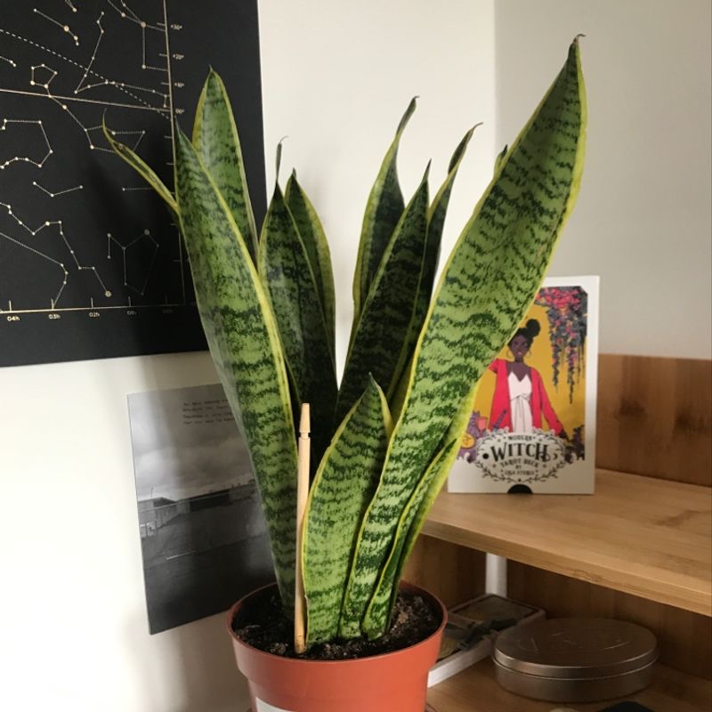 Healthy Snake Plant (Sansevieria trifasciata) in a pot on a wooden surface.