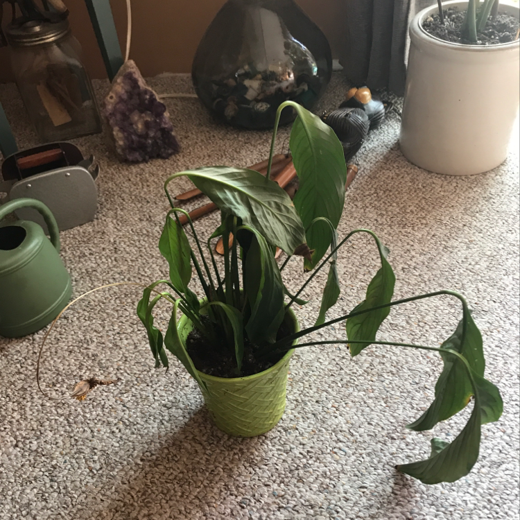 A peace lily plant in a green ceramic pot, with slight yellowing on lower leaves. Amethyst crystals and a diffuser in background.