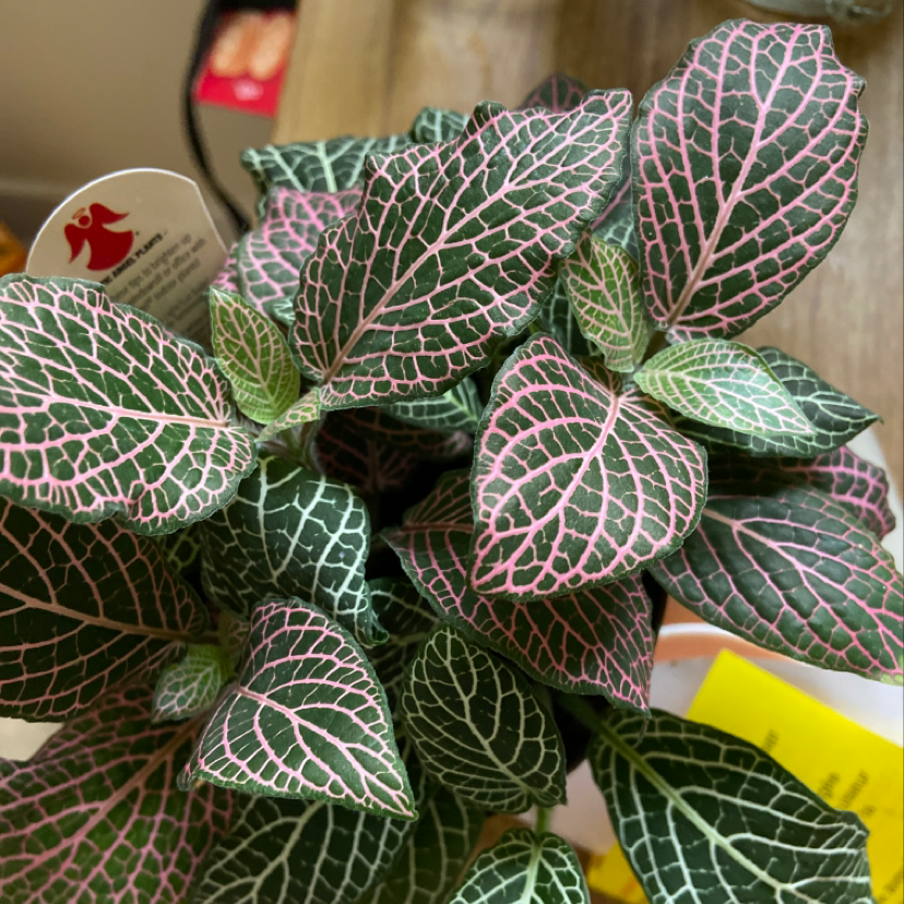Healthy Nerve Plant with green leaves and pink veins.