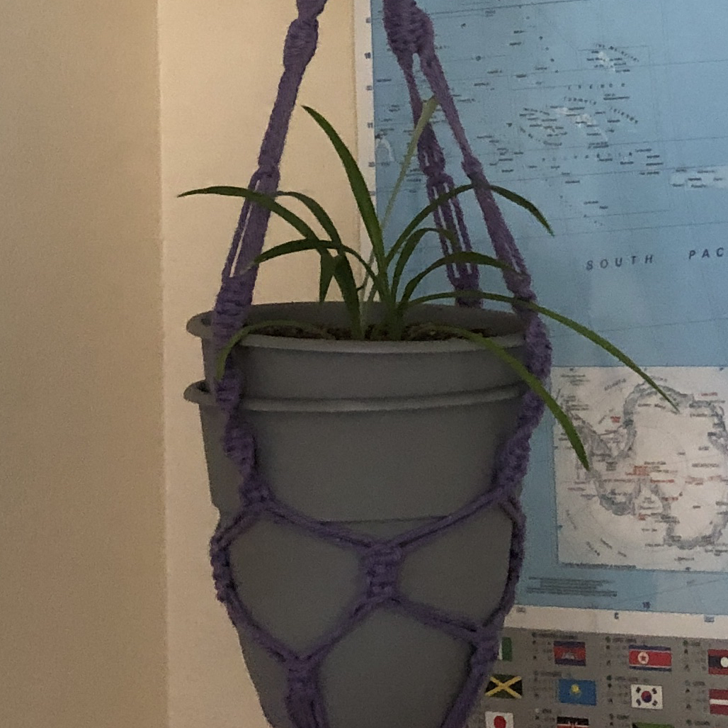 Variegated Spider Plant in a hanging pot with a purple macrame holder, map in background.