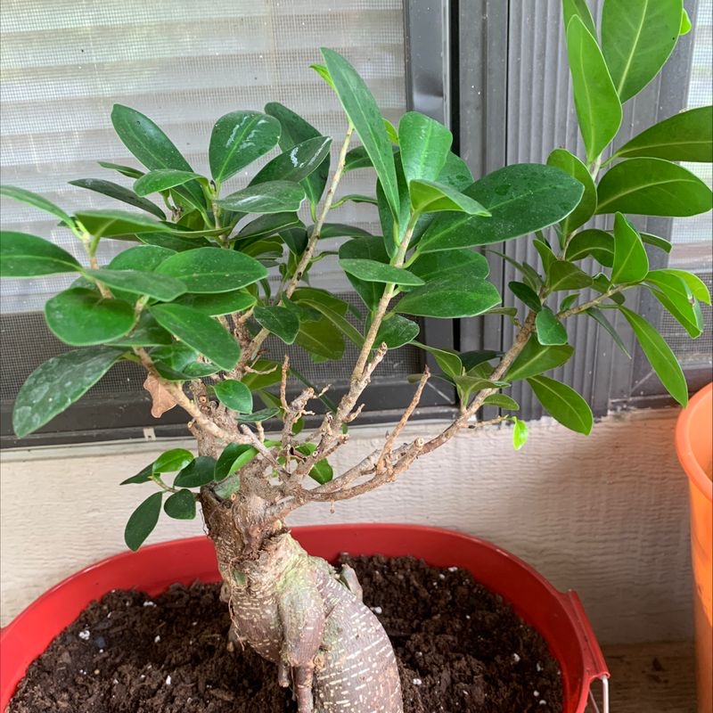 Healthy Ficus Ginseng plant in a small pot, with vibrant green leaves and a thick, gnarled trunk characteristic of the species.
