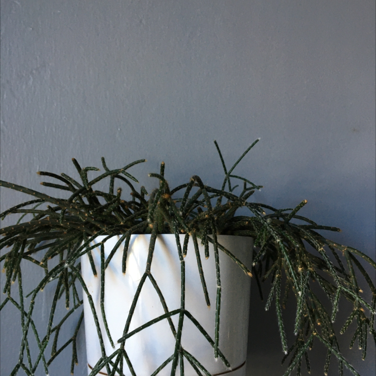 Hairy Stemmed Rhipsalis plant in a white pot with long, thin green stems against a plain background.