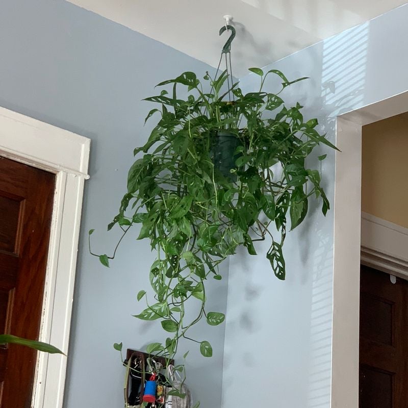 Hanging Swiss Cheese Vine (Monstera adansonii) with healthy green leaves.